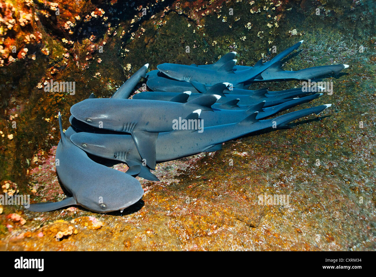 Weißspitzen-Riffhaie (Triaenodon Obesus), schlafen auf Felsen, Roca Partida, Revillagigedo-Inseln, Mexiko, Amerika Stockfoto
