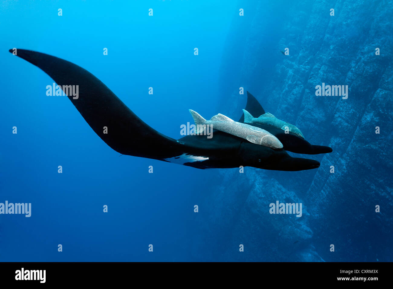 Riesige ozeanische Mantarochen (Manta Birostris), bzw. Remora Suckerfish (Remora Remora), Unterwasser Felswand, Roca Partida Stockfoto