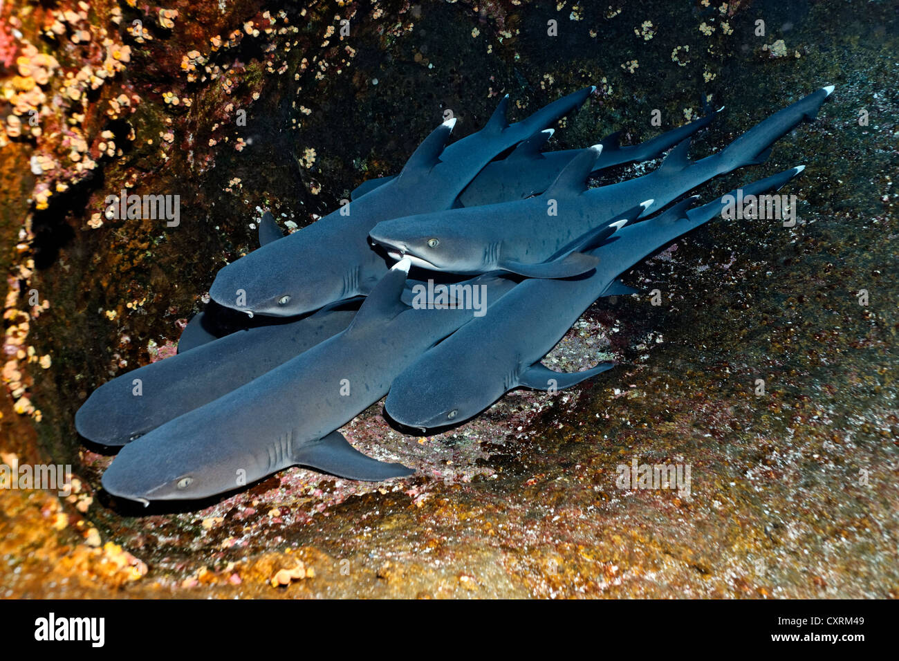 Weißspitzen-Riffhaie (Triaenodon Obesus), schlafen auf Felsen, Roca Partida, Revillagigedo-Inseln, Mexiko, Amerika Stockfoto