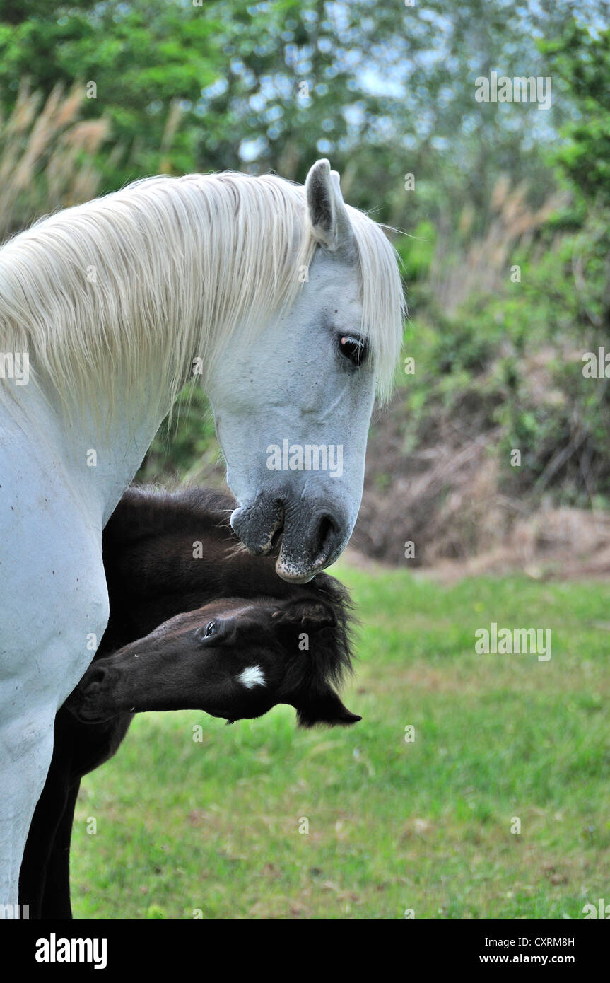 Weisse Pferde der Camargue, Provence, Frankreich Fohlen sind schwarz geboren. Stockfoto
