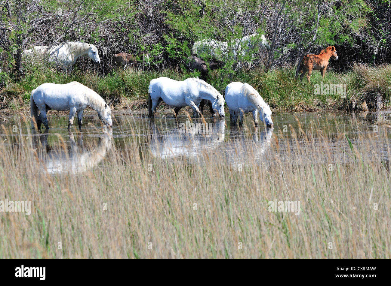 Halbwilden weißen Camargue-Pferde mit ihren Fohlen weiden auf die Feuchtgebiete oder Etangs der Camargue, Südfrankreich Stockfoto