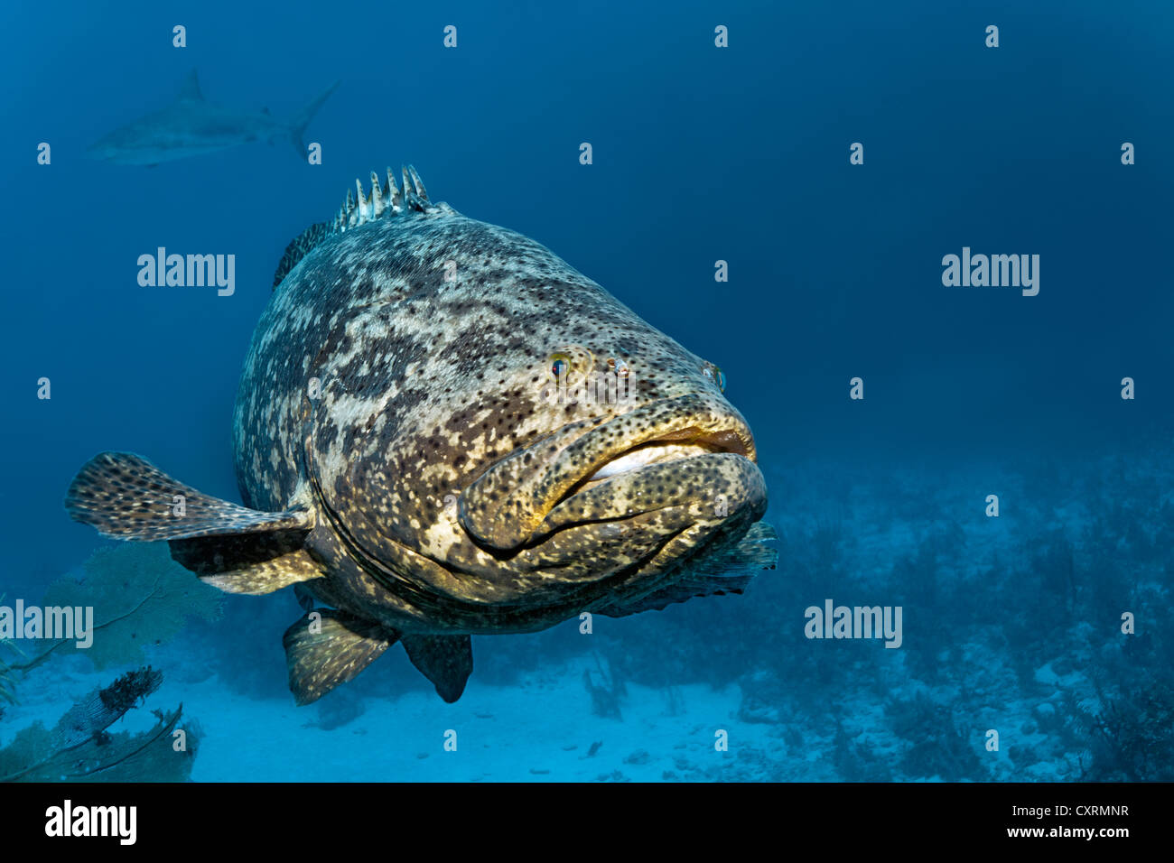 Im östlichen Atlantik Lebender Langer Fisch Fisch kuba -Fotos und -Bildmaterial in hoher Auflösung – Alamy