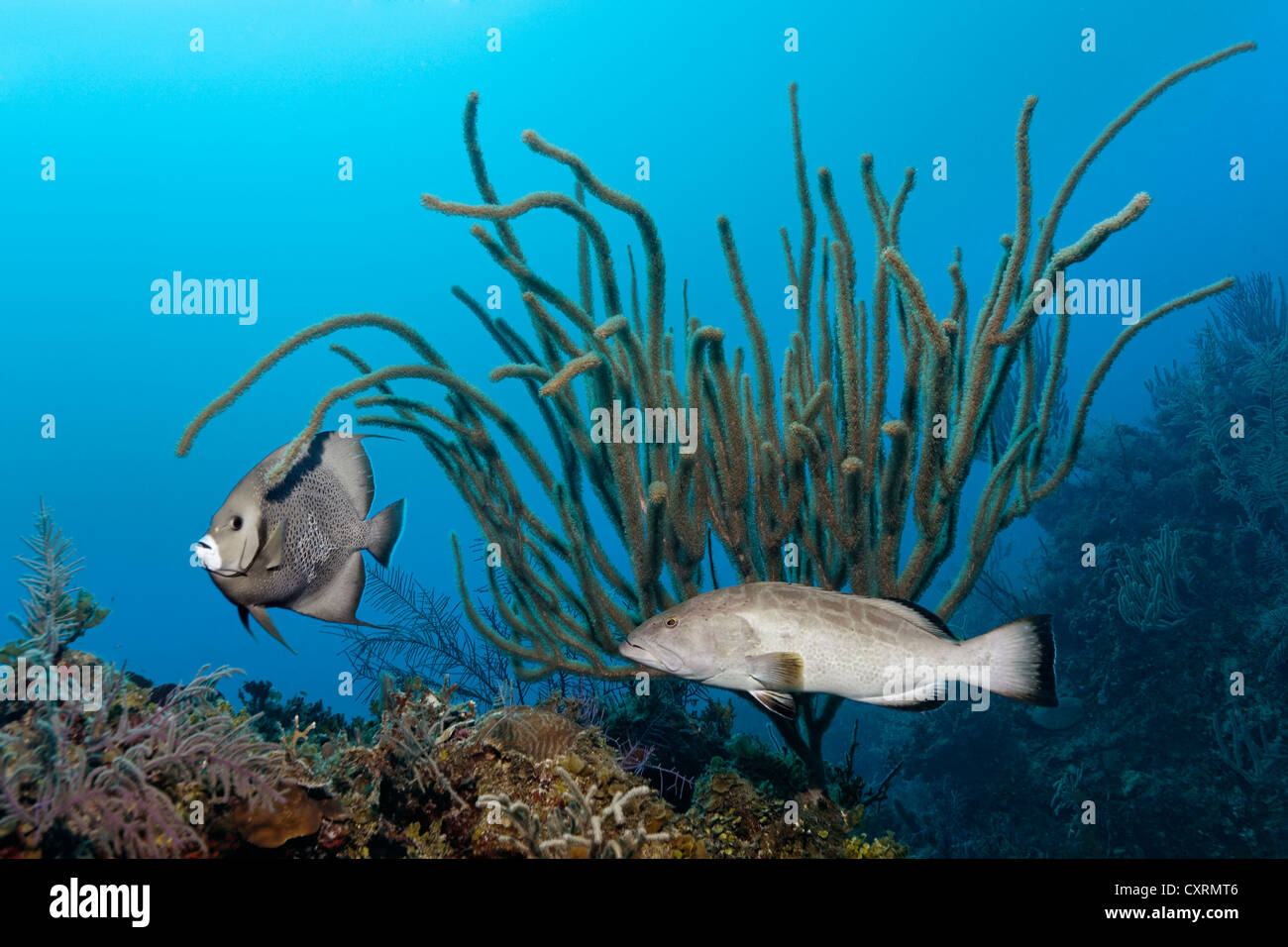 Black Grouper (Mycteroperca Bonaci) und Grea Kaiserfisch (Pomacanthus Arcuatus), über Korallenriff schwimmen Stockfoto