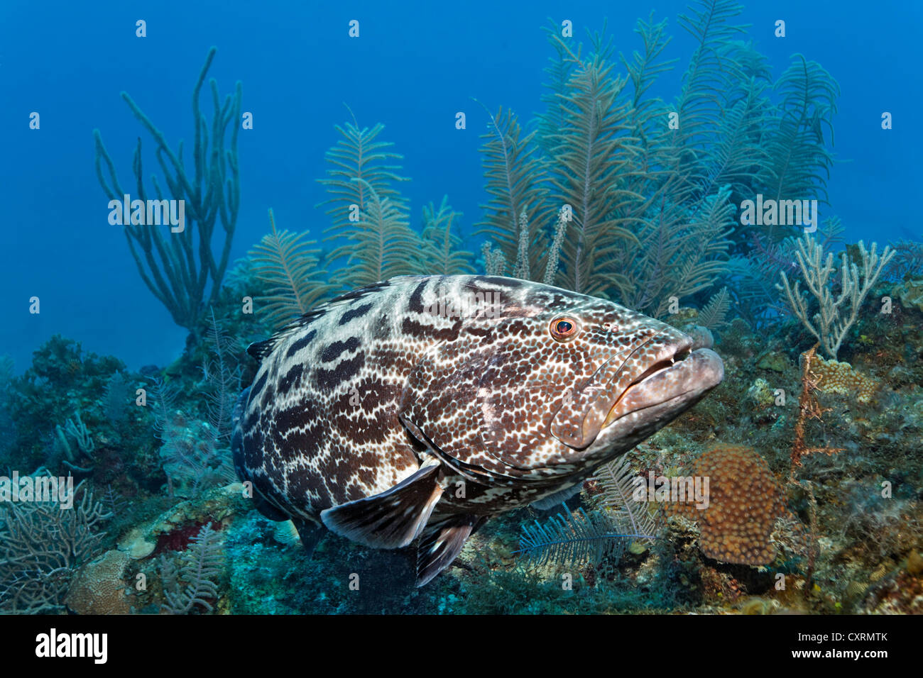 Zackenbarsch (Mycteroperca Bonaci) schwimmen über Coral Reef, schwarz, Republik Kuba, Karibik, Mittelamerika, Karibik Stockfoto