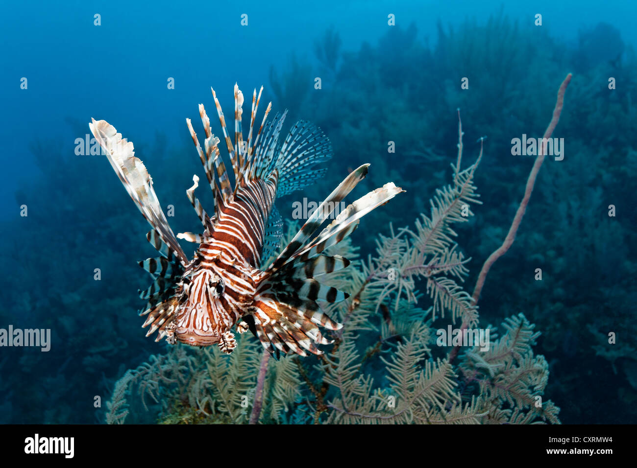 Invasive Arten, Neobiota, afrikanische Rotfeuerfische (Pterios Volitans), Schwimmen über ein Korallenriff, Republik Kuba, Karibik Stockfoto