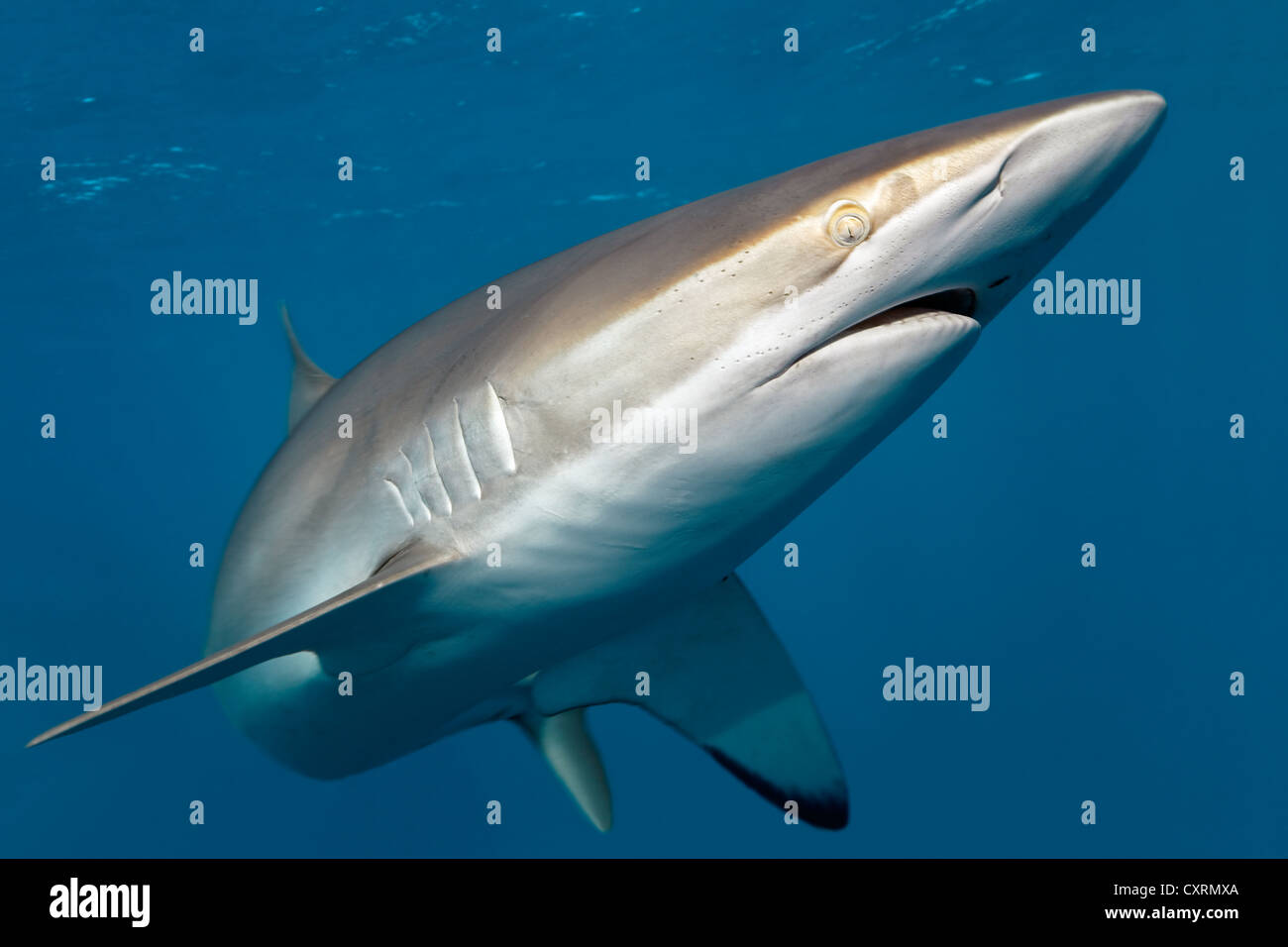 Seidige Hai (Carcharhinus Falciformis) Schwimmen im Freiwasser, Republik Kuba, Karibik, Karibik, Mittelamerika Stockfoto
