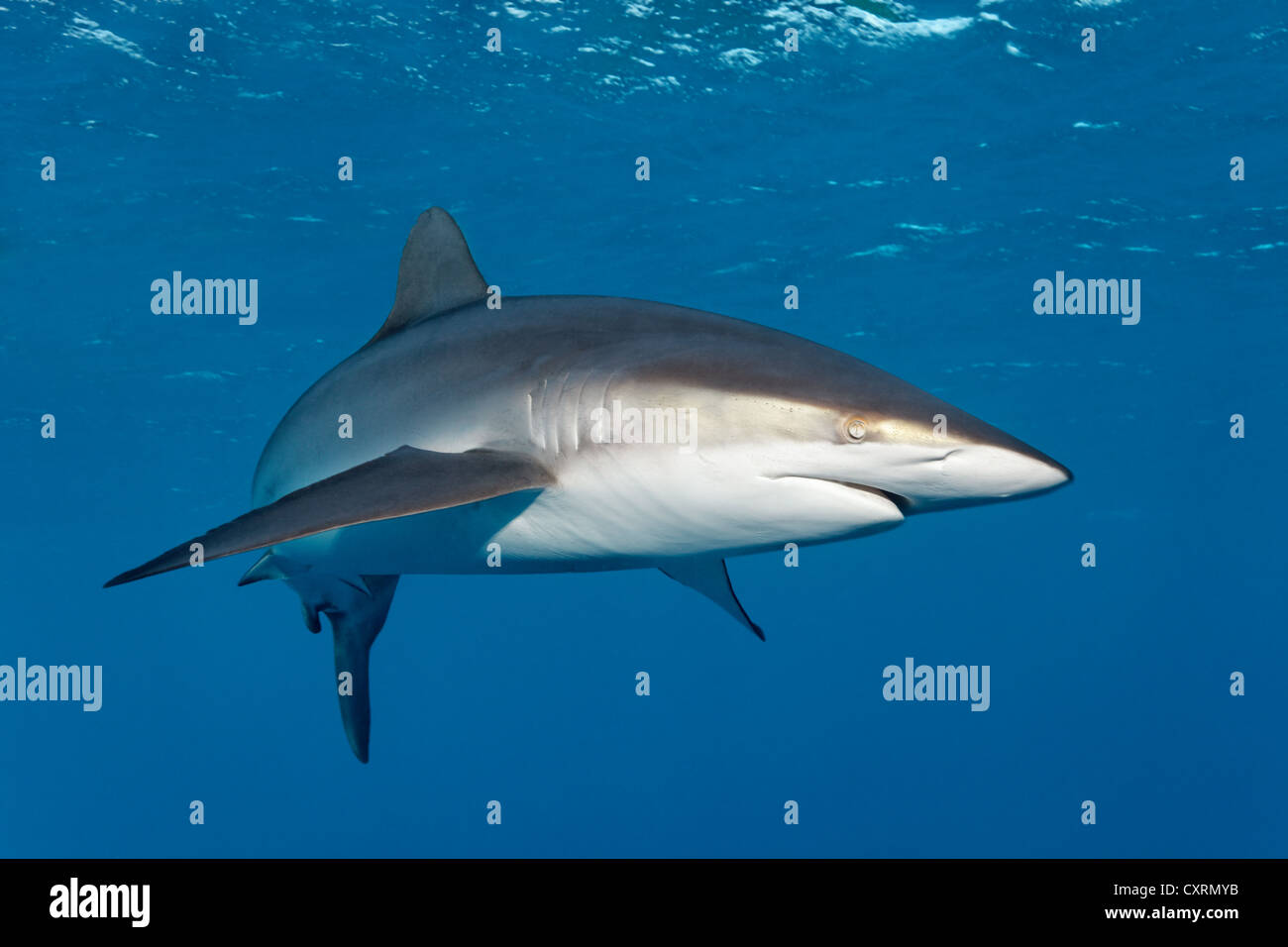 Seidige Hai (Carcharhinus Falciformis) Schwimmen im Freiwasser, Republik Kuba, Karibik, Karibik, Mittelamerika Stockfoto