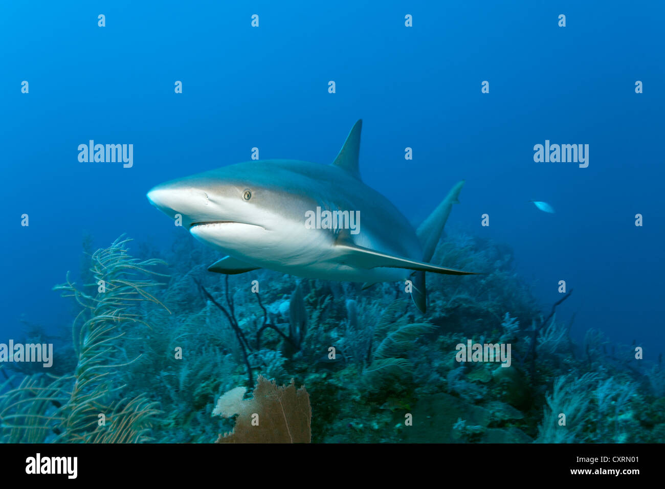Karibischer Riffhai (Carcharhinus Perezi), Schwimmen im Freiwasser über eine Korallenriff, Republik Kuba, Karibik Stockfoto