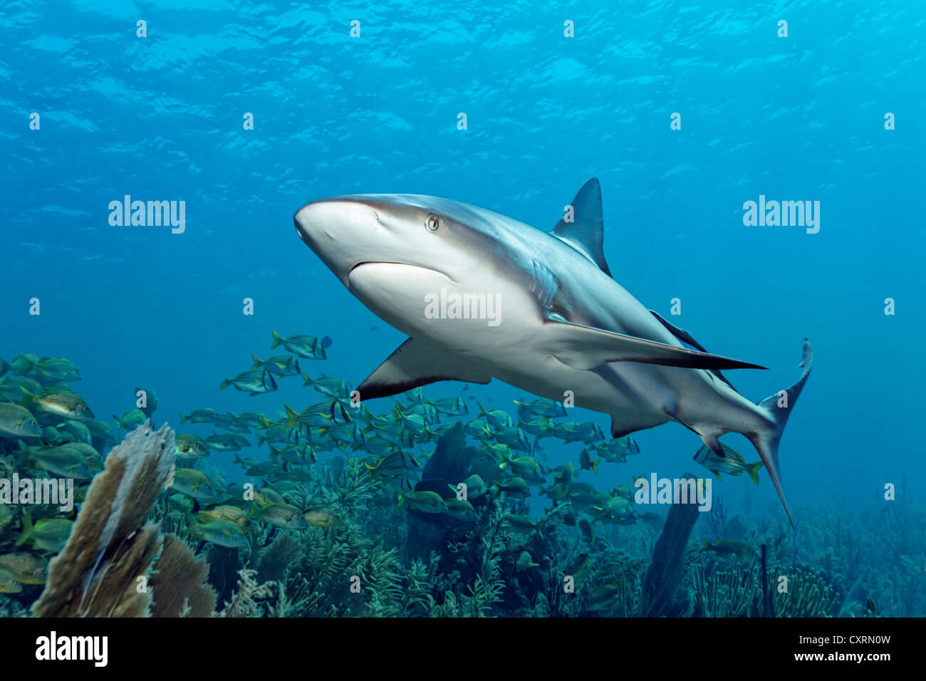 Karibischer Riffhai (Carcharhinus Perezi), Schwimmen im Freiwasser über eine Korallenriff, Republik Kuba, Karibik Stockfoto