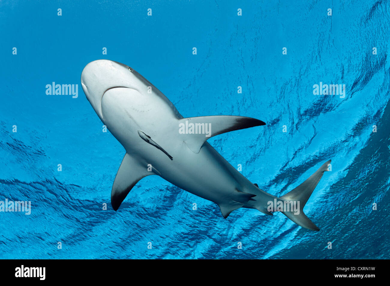 Karibischer Riffhai (Carcharhinus Perezi), Schwimmen im Freiwasser, Republik Kuba, Karibik, Mittelamerika Stockfoto