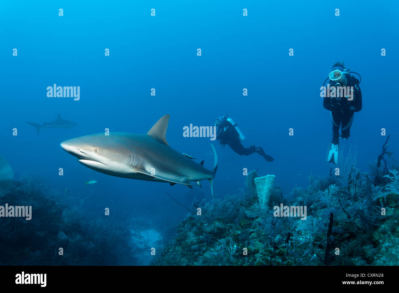 Taucher beobachten Karibische Riffhaie (Carcharhinus Perezi), über ein Korallenriff in der Republik Kuba in der Karibik schwimmen Stockfoto