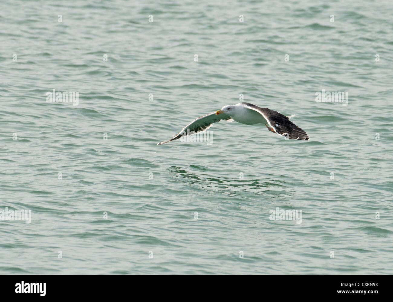 SILBERMÖWE Larus Argentatus IN FLIGHT. UK Stockfoto