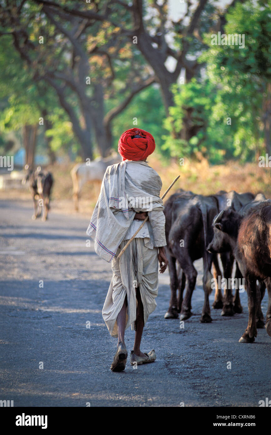 Hirte mit einem roten Turban, in der Nähe von Udaipur, Rajasthan, Nordindien, Indien, Asien Stockfoto
