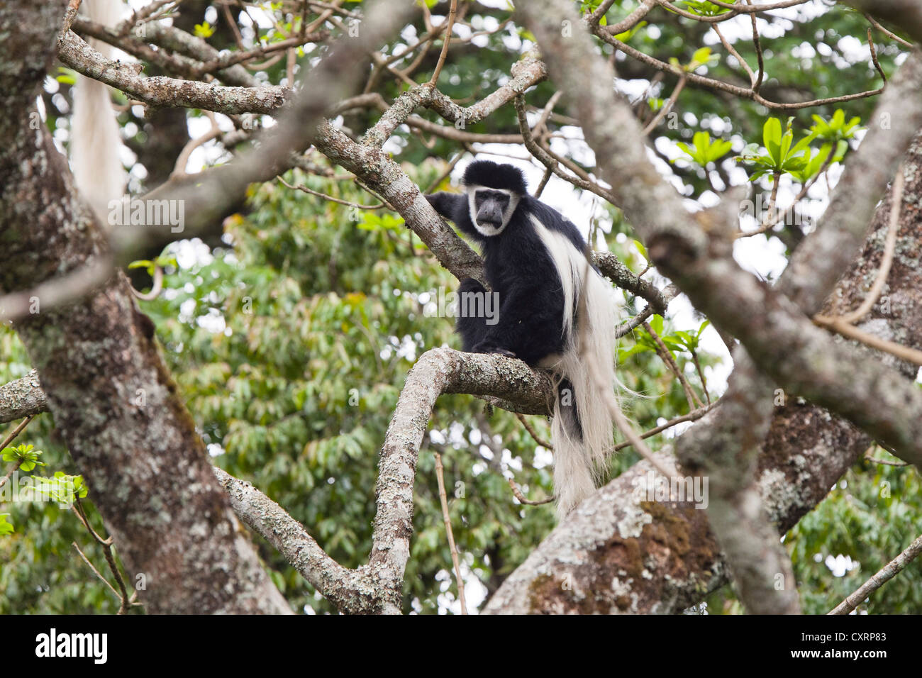 Jaguaren Guereza, östlichen schwarz-weißen Stummelaffen oder Abessinier schwarz-weißen Stummelaffen (Colobus Guereza), Regenwald Stockfoto