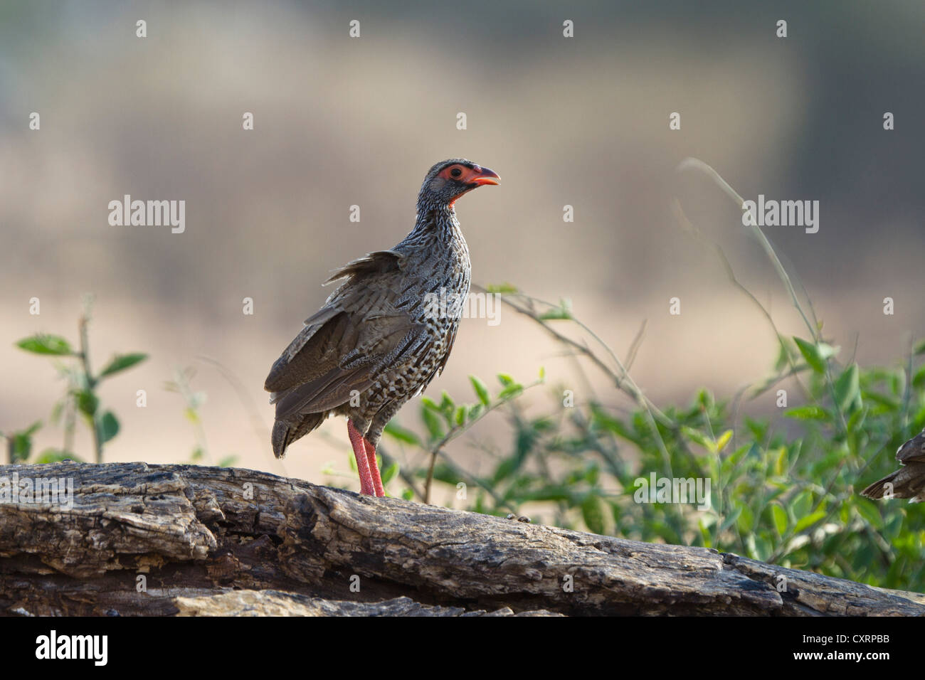 Red-necked Spurfowl oder rot-necked Francolin (Pternistis Afer), Ruaha Nationalpark, Tansania, Ostafrika, Afrika Stockfoto