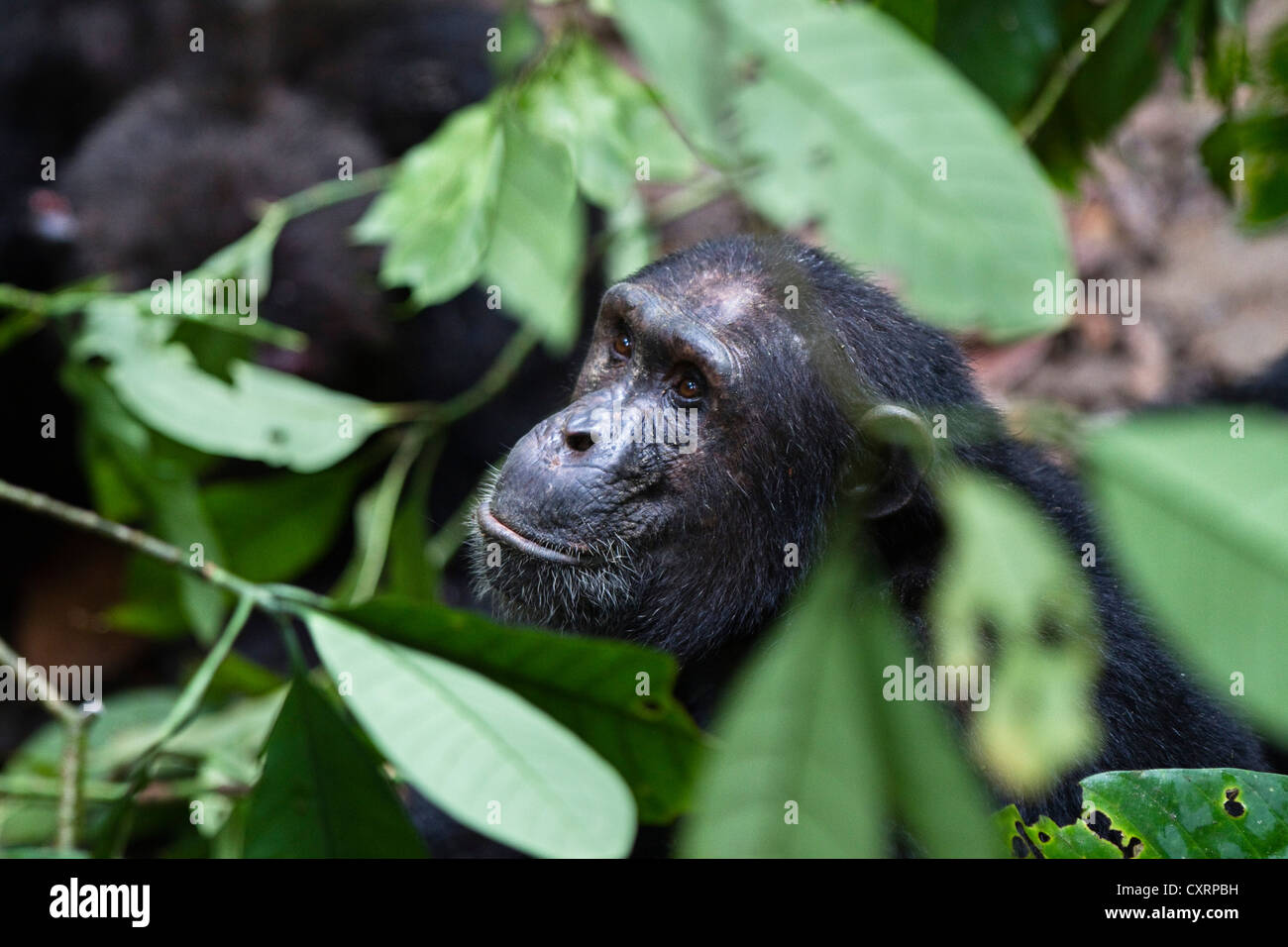 Schimpanse (Pan Troglodytes), Männlich, Mahale Mountains National Park, Tansania, Ostafrika, Afrika Stockfoto