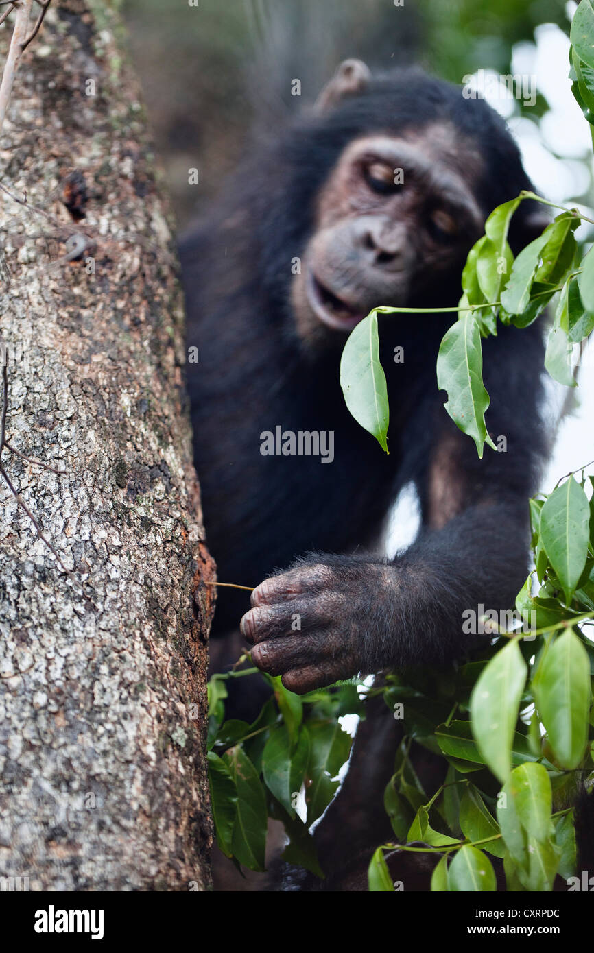 Schimpanse (Pan Troglodytes), Angeln für Ameisen mit Stock in der Baum-Stamm, Mahale Mountains National Park, Tansania, Ostafrika Stockfoto