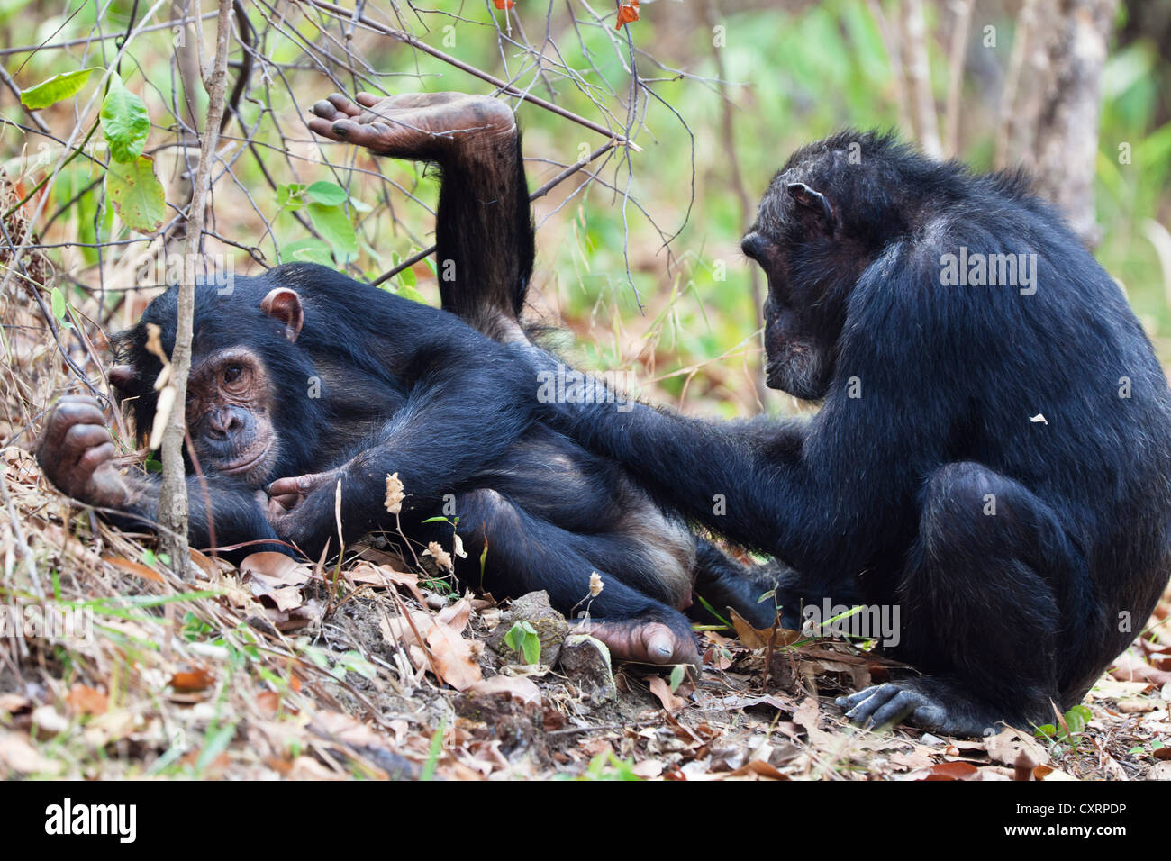 Schimpansen (Pan Troglodytes), Weibchen pflegen, Mahale Mountains National Park, Tansania, Ostafrika, Afrika Stockfoto