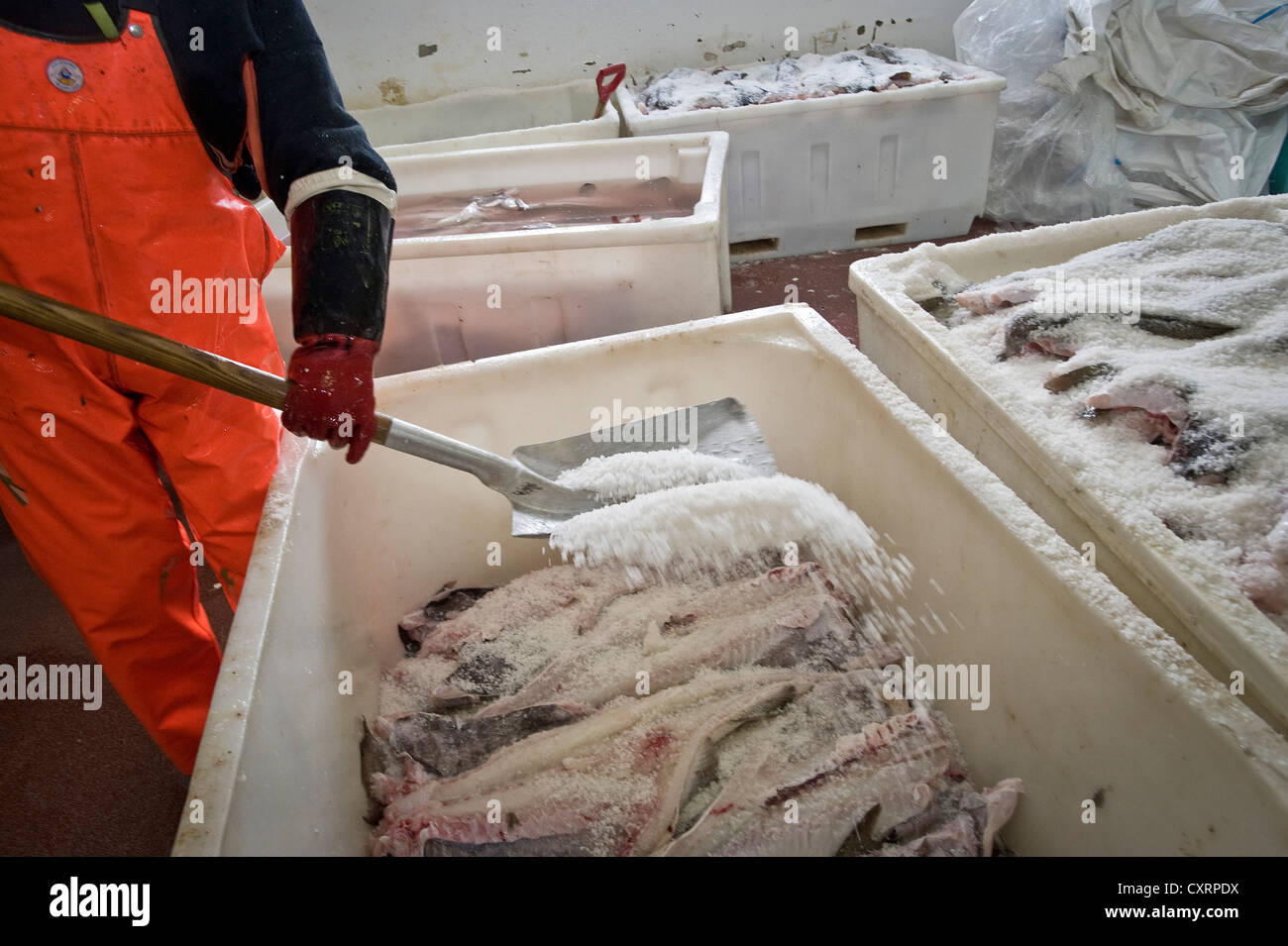 Salzen von Kabeljau aus der Barentssee, Fischfabrik, Å ich Lofoten oder einfach Å, A, Lofoten-Inseln, Insel Moskenesoya Stockfoto