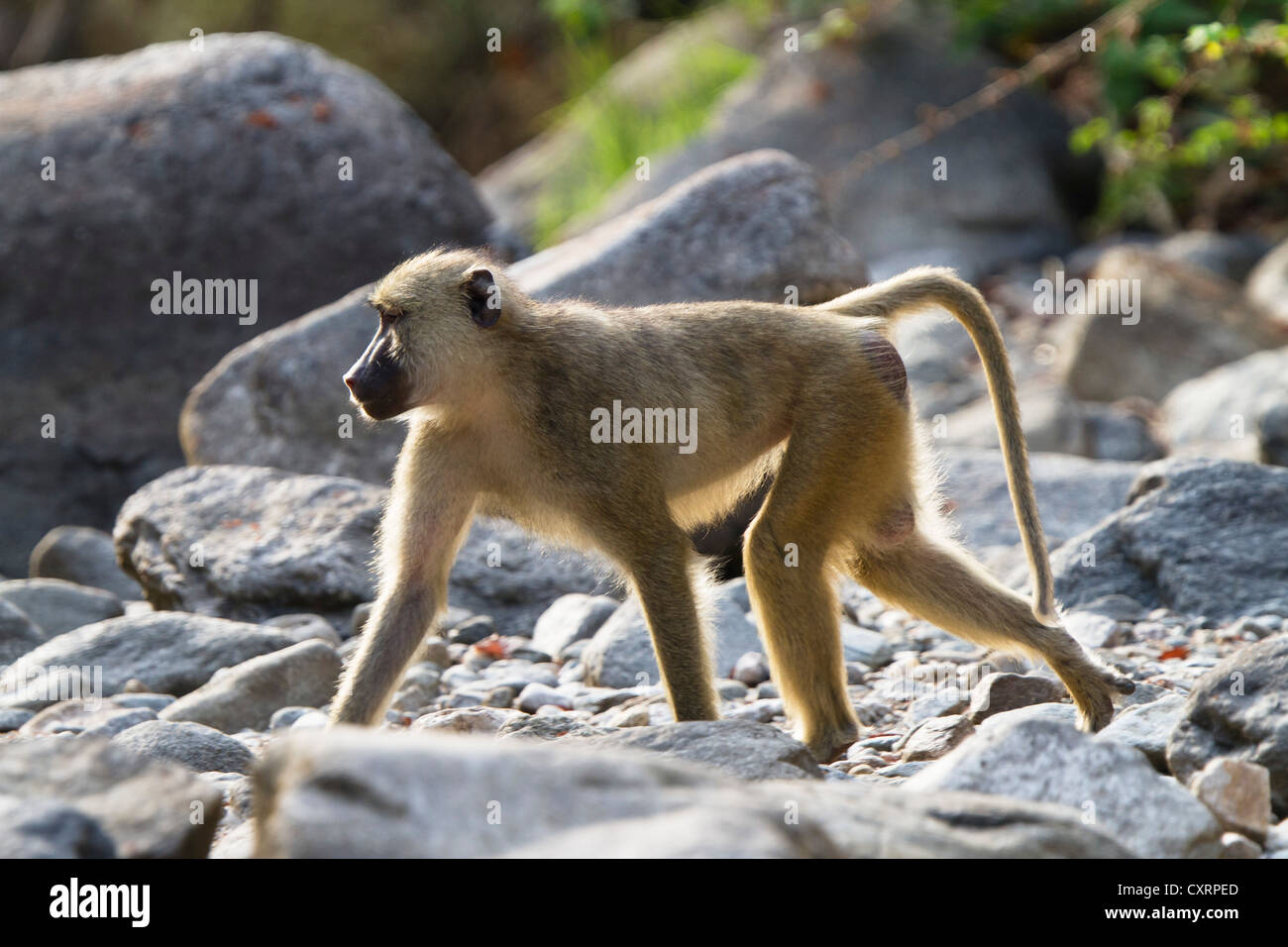 Gelbe Pavian (Papio Cynocephalus), männliche, Tanganjikasee, Mahale Mountains National Park, Tansania, Ostafrika, Afrika Stockfoto