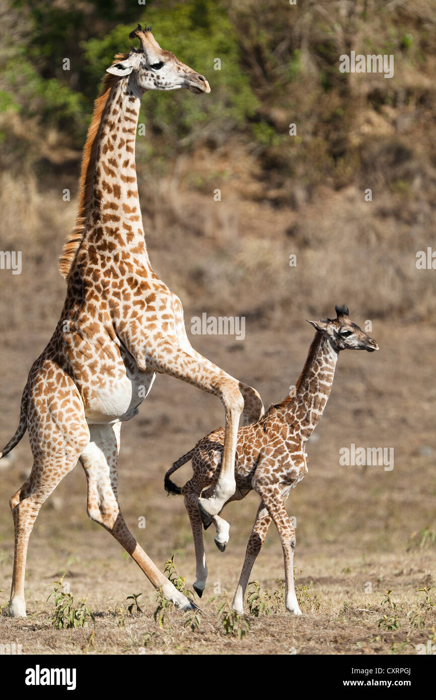 Massai, Maasai, Masai-Giraffe oder Kilimanjaro Giraffe (Giraffa Plancius Tippelskirchi), drängen junge, Arusha-Nationalpark Stockfoto