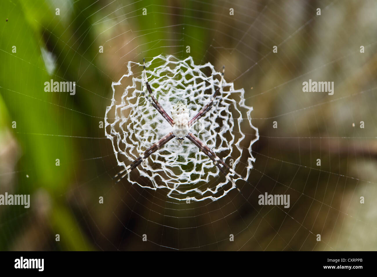 Spinne im Web, unbestimmte Arten, Tiefland-Regenwald, Braulio Carrillo Nationalpark, Costa Rica, Mittelamerika Stockfoto