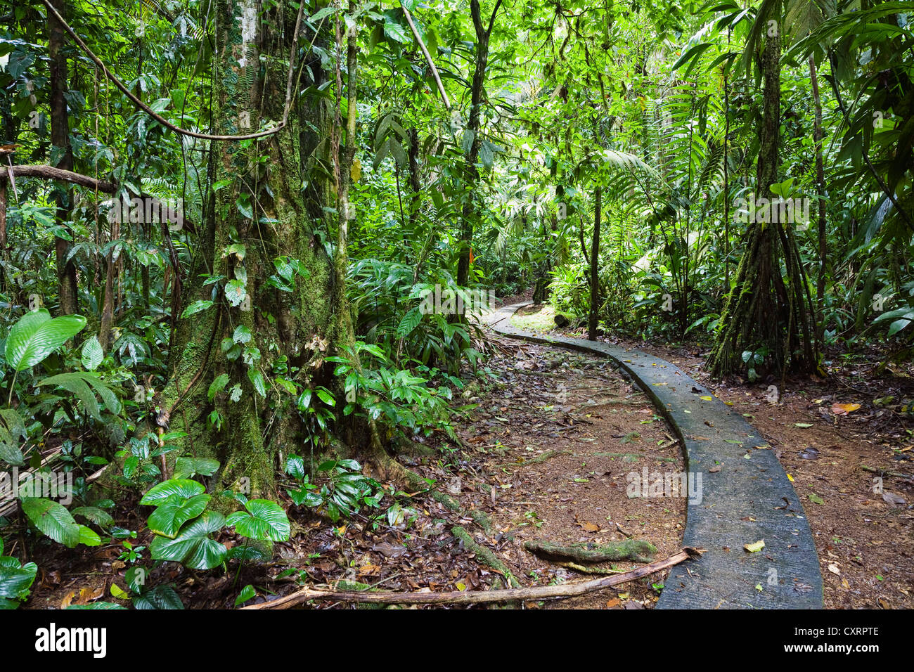 Trail im Tieflandregenwald von La Selva Biological Station, Braulio Carrillo Nationalpark, Costa Rica, Mittelamerika Stockfoto