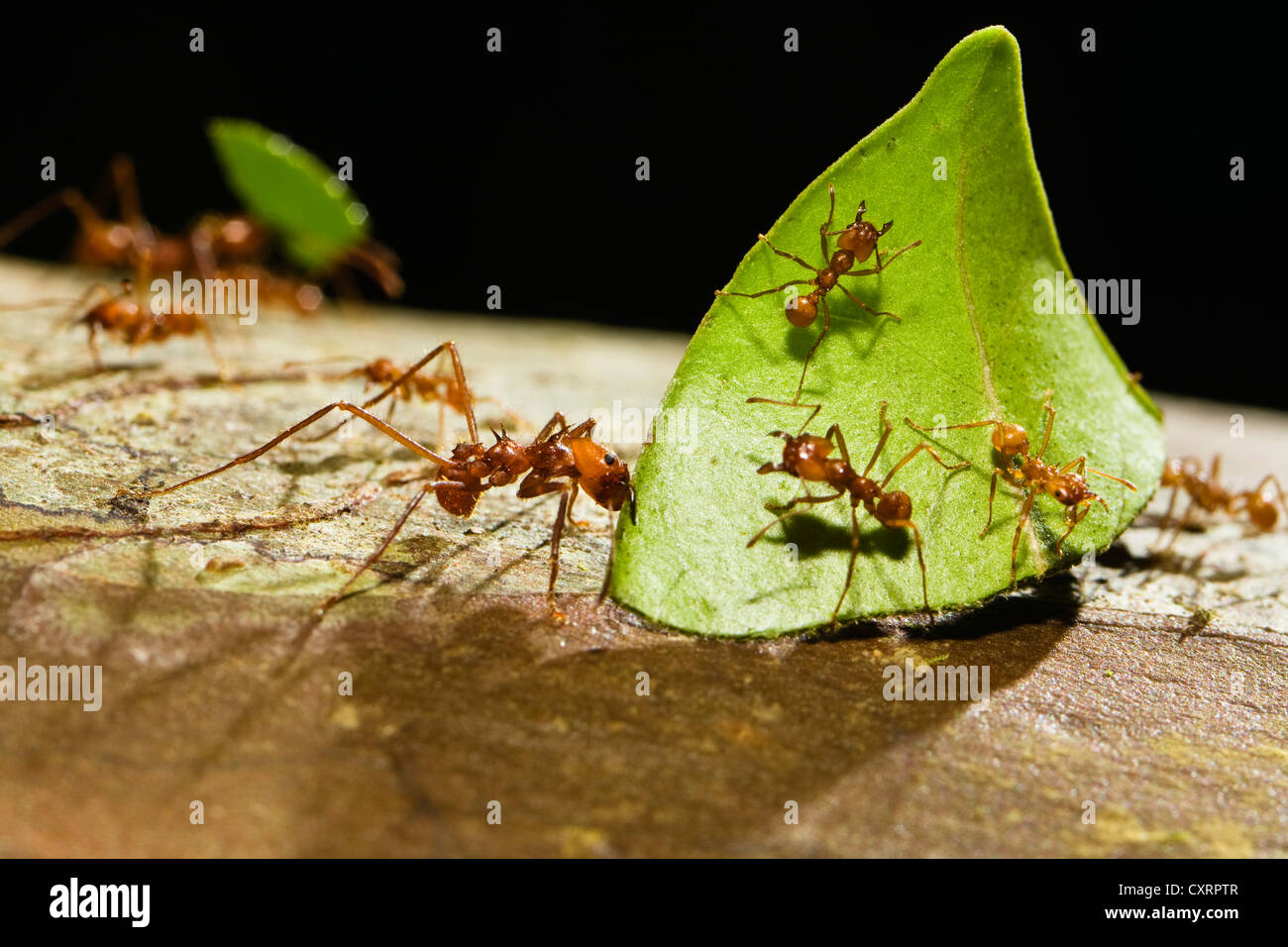 Blattschneiderameisen (Atta Cephalotes) trägt Blatt Fragmente, Regenwald, Costa Rica, Zentralamerika Stockfoto