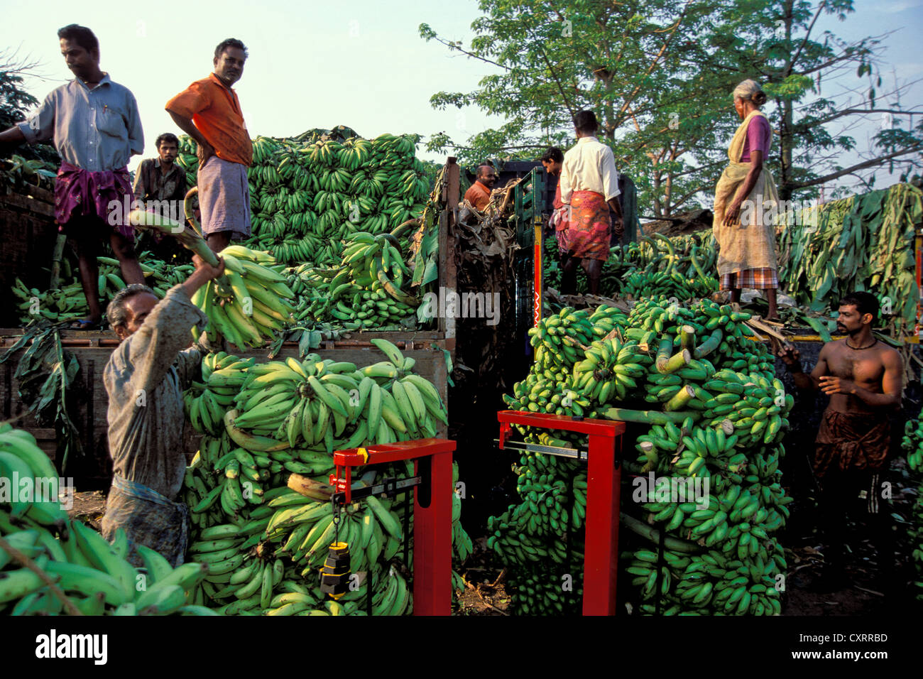 Bananenmarkt, Thrissur, Kerala, Südindien, Indien, Asien Stockfoto