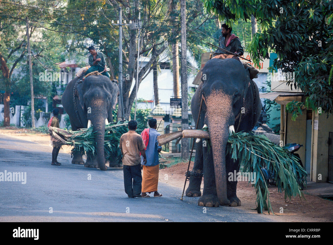 Asiatische oder asiatische Elefant (Elephas Maximus), arbeiten Elefanten mit Mahouts in Thrissur, Kerala, Südindien, Indien, Asien Stockfoto