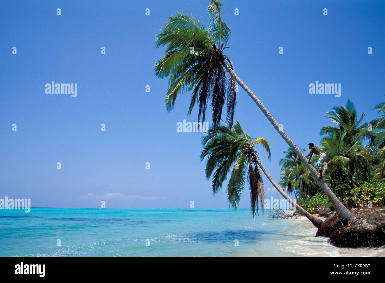 Mann klettern einer Palme, Lakkadiven Inseln, Lakshadweep, Arabisches Meer, Südindien, Indien, Asien Stockfoto