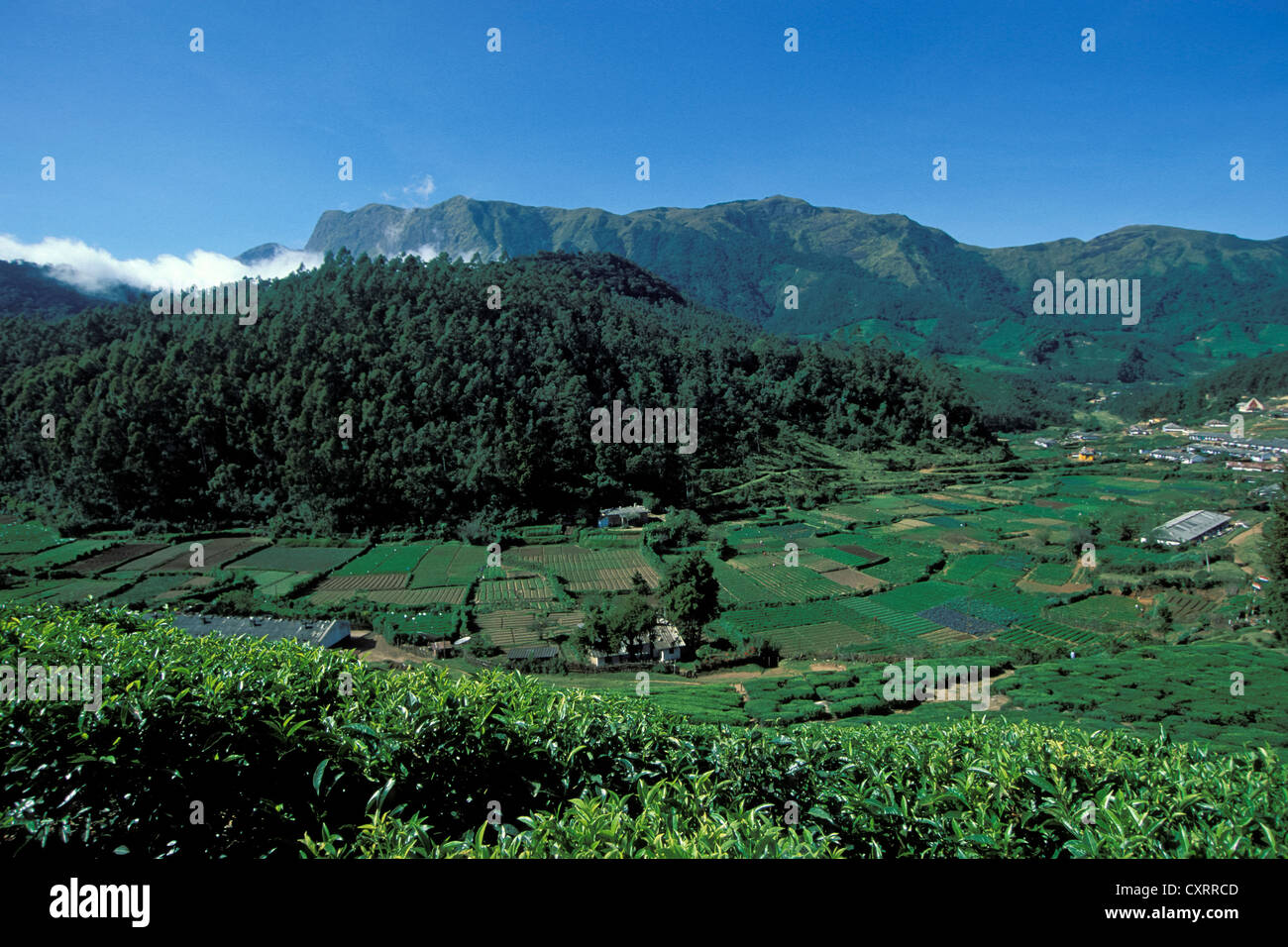 Teeanbau, Teeplantagen, in der Nähe von Munnar, Western Ghats Bergen, Kerala, Südindien, Indien, Asien Stockfoto