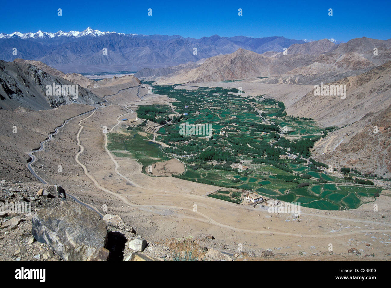 Blick auf Felder, Leh, Ladakh, indischen Himalaya, Jammu und Kaschmir, Nordindien, Indien, Asien Stockfoto