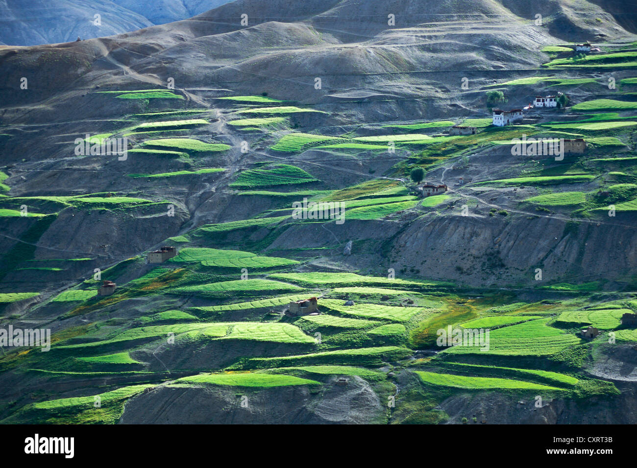 Felder und Gebäude, Bergrücken, Lingshed, Zanskar, Ladakh, Jammu und Kaschmir, Nordindien, Indien, indischen Himalaya, Asien Stockfoto