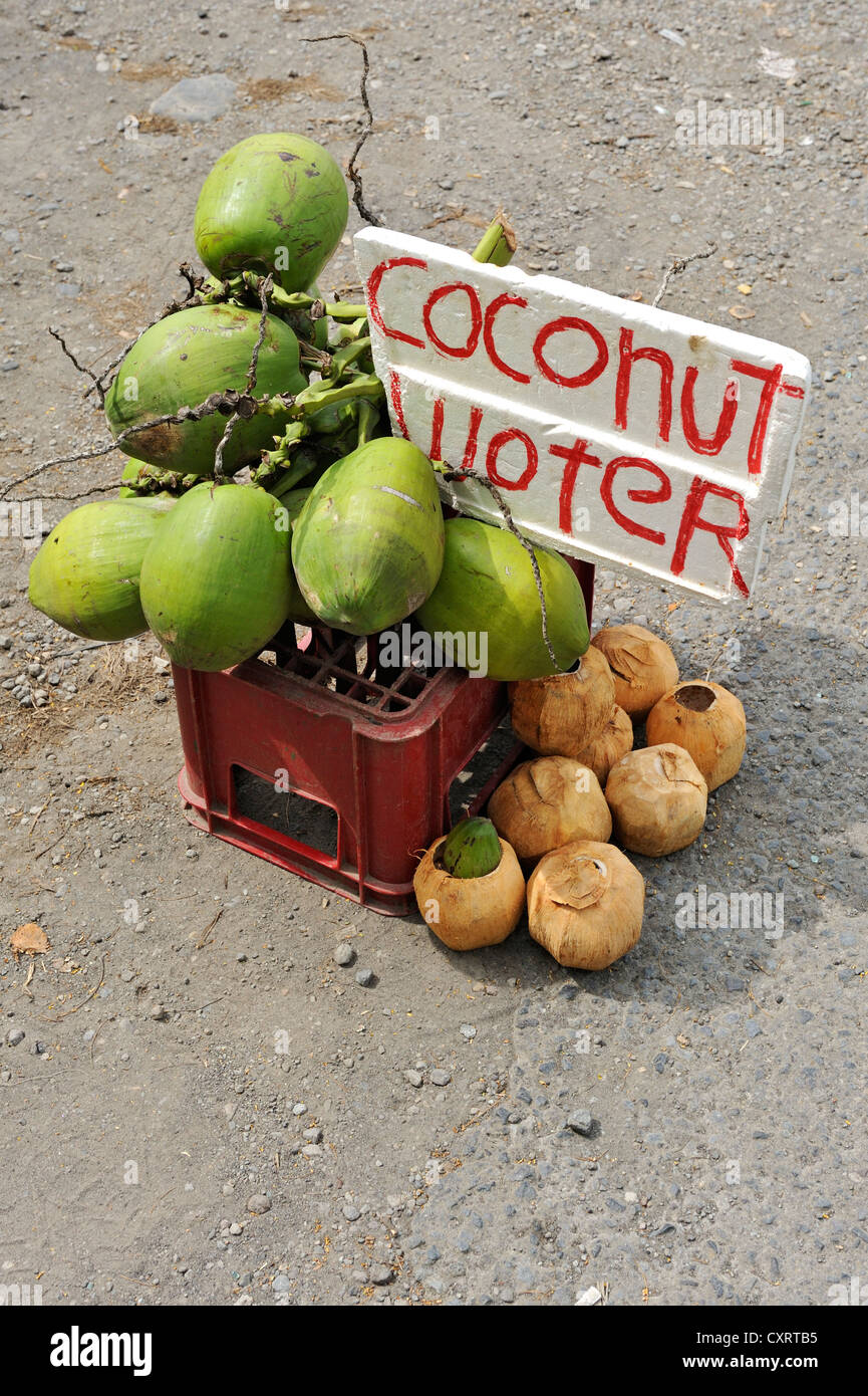 Verkauf von Kokosnuss Wasser oder Milch, Monteverde, Alajuela Provinz, Costa Rica, Mittelamerika Stockfoto