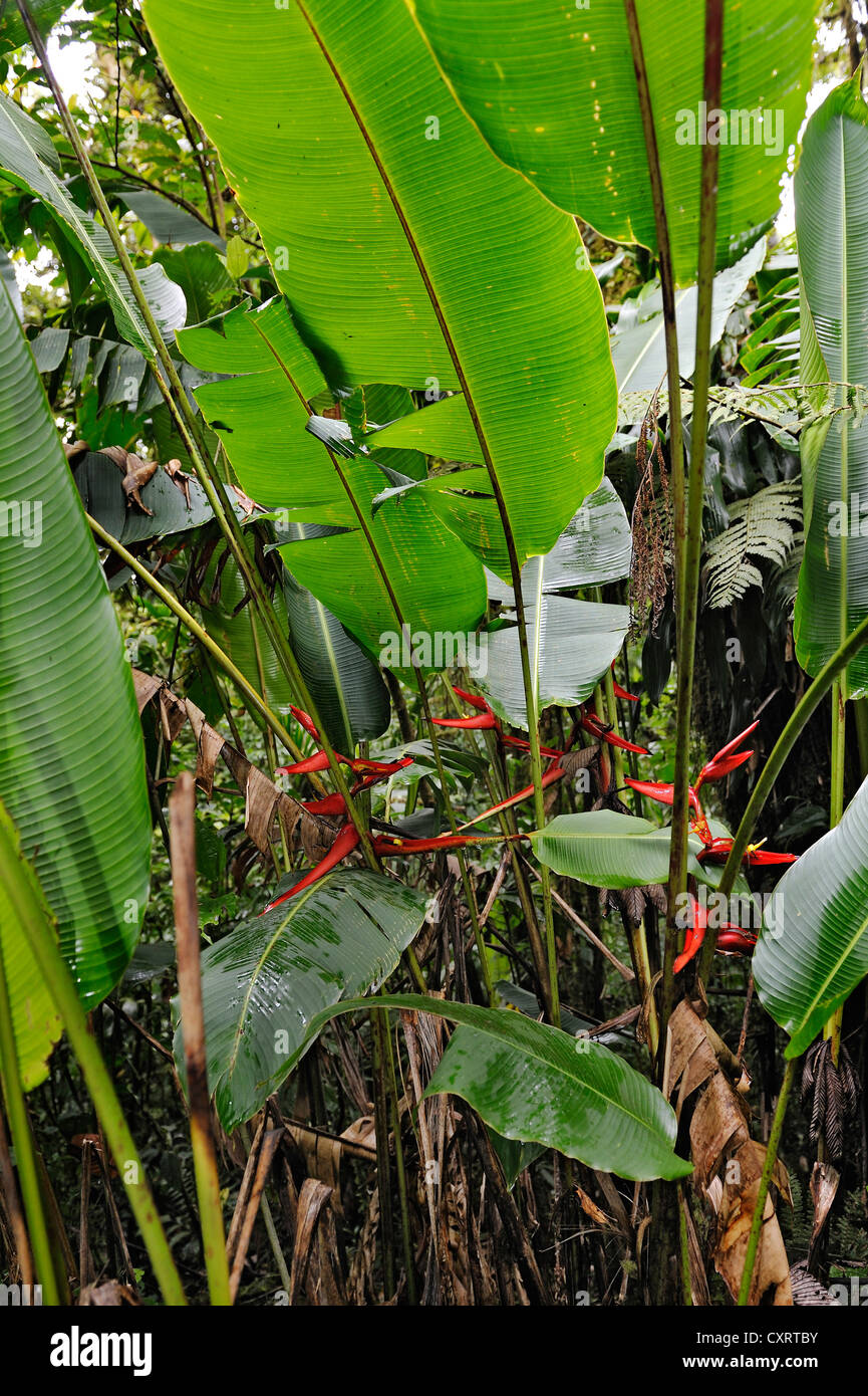 Hummer-Krallen, wilde Bananen (Heliconia), Nebelwald, Selvatura Park, Monteverde, Provinz Alajuela, Costa Rica Stockfoto