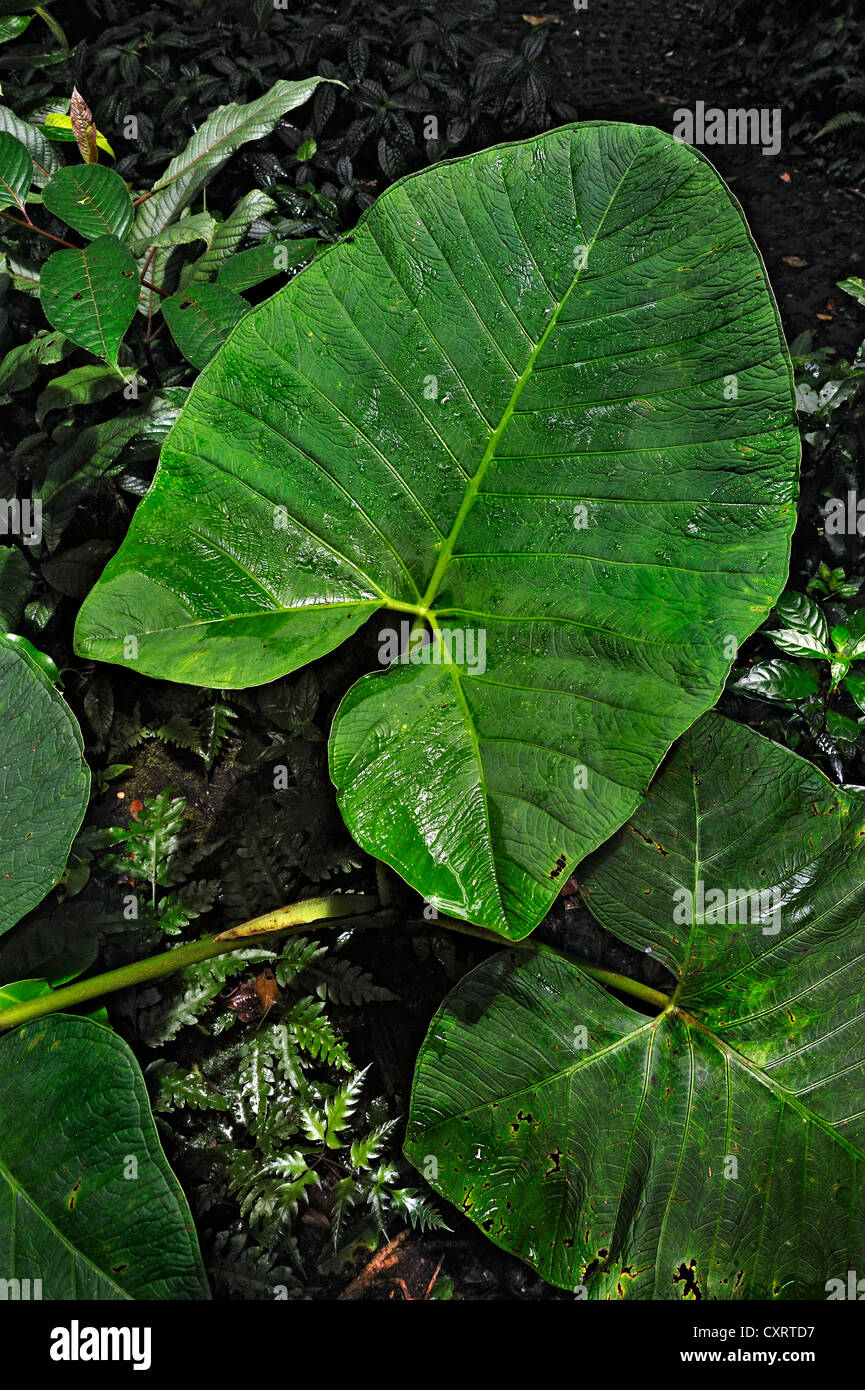 Taro (Colocasia Esculenta) in den Regenwald, Selvatura Park, Monteverde, Provinz Alajuela, Costa Rica, Mittelamerika Stockfoto