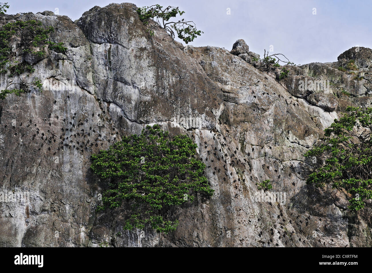 Kolonie von Braun Tölpel (Sula Leucogaster), auf einer Klippe am Meinhard Insel in der Nähe von Cocos Island, Costa Rica, Mittelamerika Stockfoto