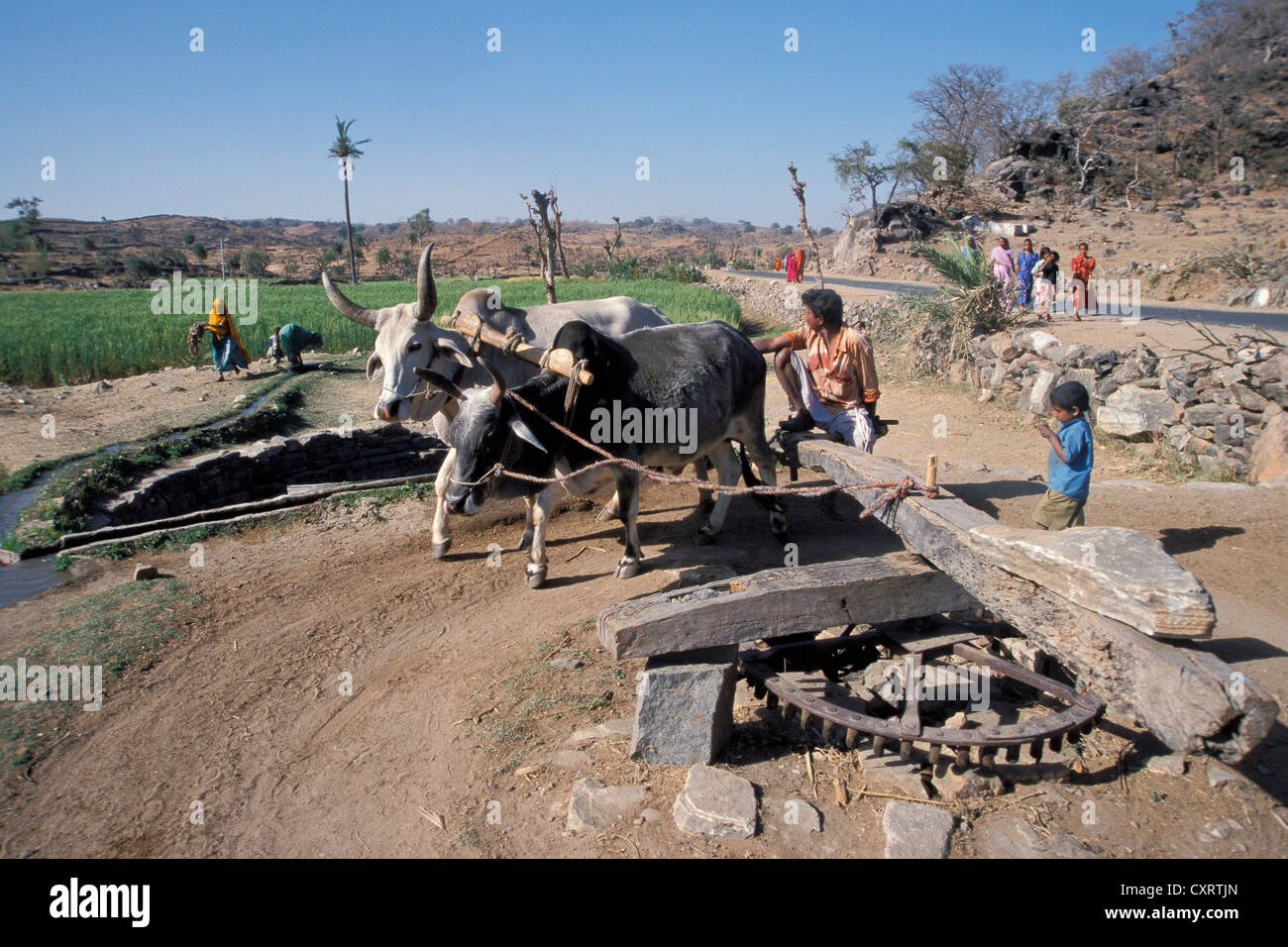 Ochsen betriebene Brunnen in der Nähe von Ranakpur, Rajasthan, Indien, Asien Stockfoto