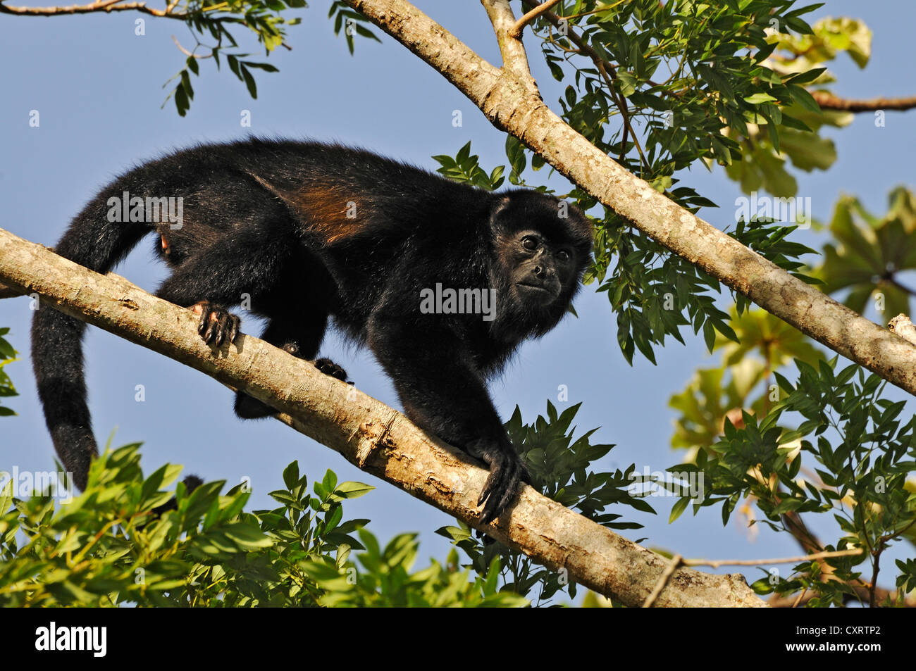 Rote Brüllaffen (Alouatta Seniculus), in der Nähe von Lake Arenal, Alajuela Provinz, Costa Rica, Mittelamerika Stockfoto