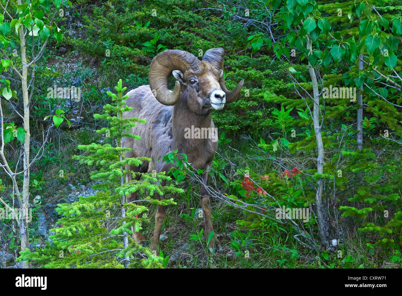 Bighorn Bergschafe im Sommer in der Nähe von Medicine Lake im Jasper Nationalpark, Alberta Stockfoto