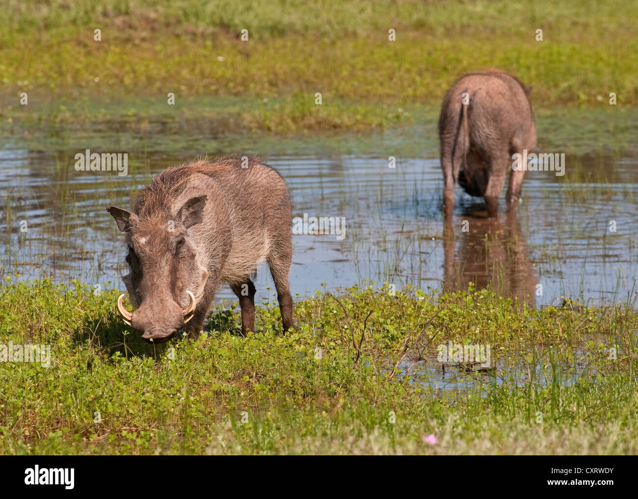 Gemeinsame Warzenschweine (Phacochoerus africanus) in Südafrika Stockfoto