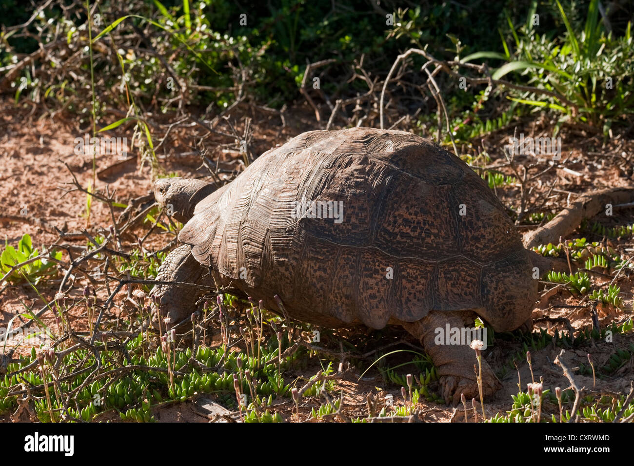 Angulate Tortoise (Chersina Angulata) Stockfoto