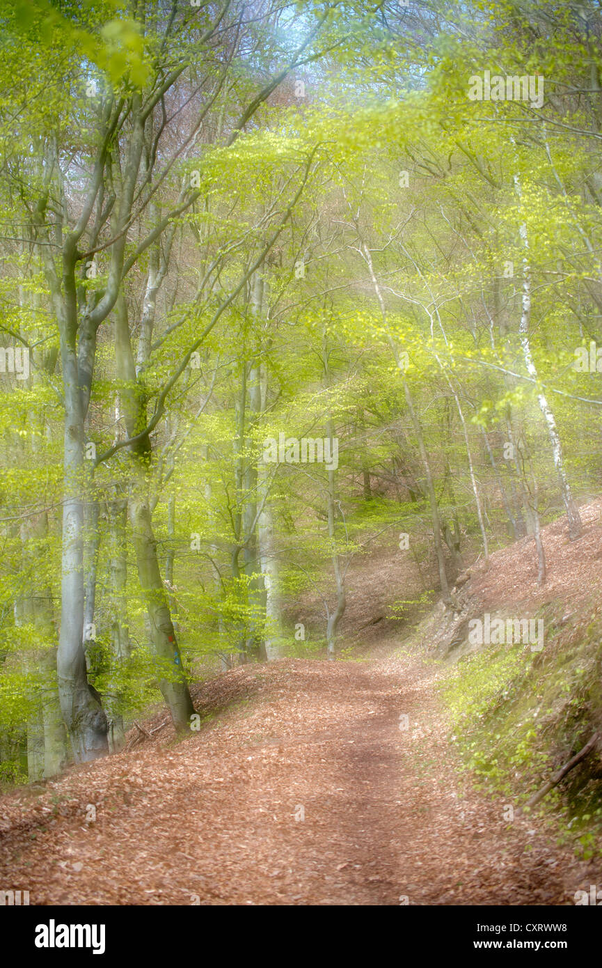 Waldweg im Frühjahr, buchen (Fagus Sylvatica), Nationalpark Kellerwald-Edersee, Hessen, Deutschland, Europa Stockfoto
