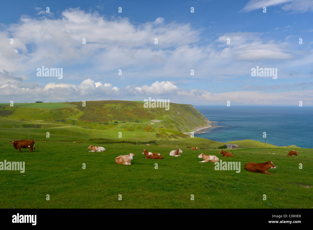 Kühe, Herde auf einer üppigen grünen Weide Gardenstown, Banffshire, Schottland, Vereinigtes Königreich, Europa Stockfoto