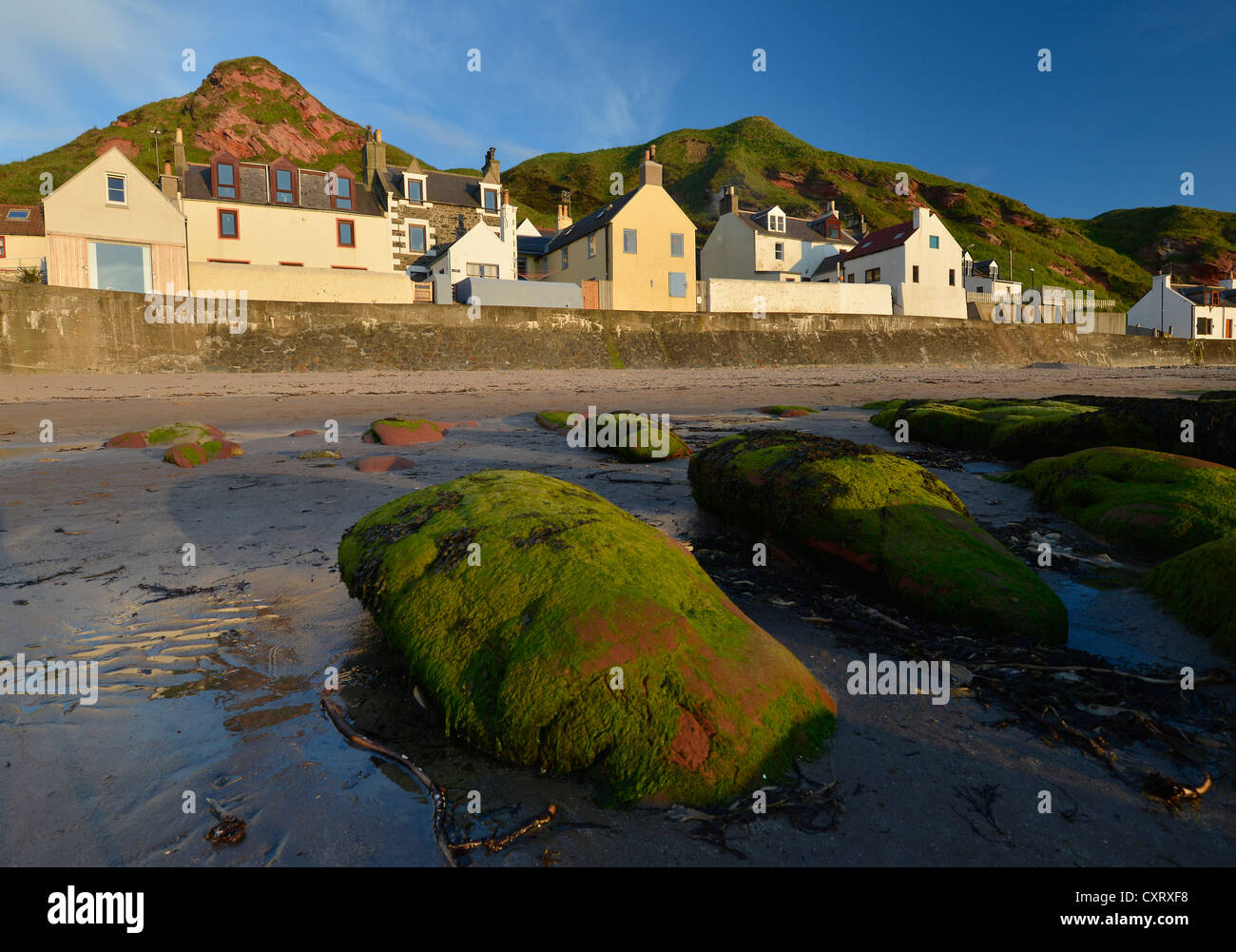 Algen bedeckten Felsen bei Ebbe vor Fischerhäuser in Gardenstown, Banffshire, Schottland, Vereinigtes Königreich, Europa Stockfoto