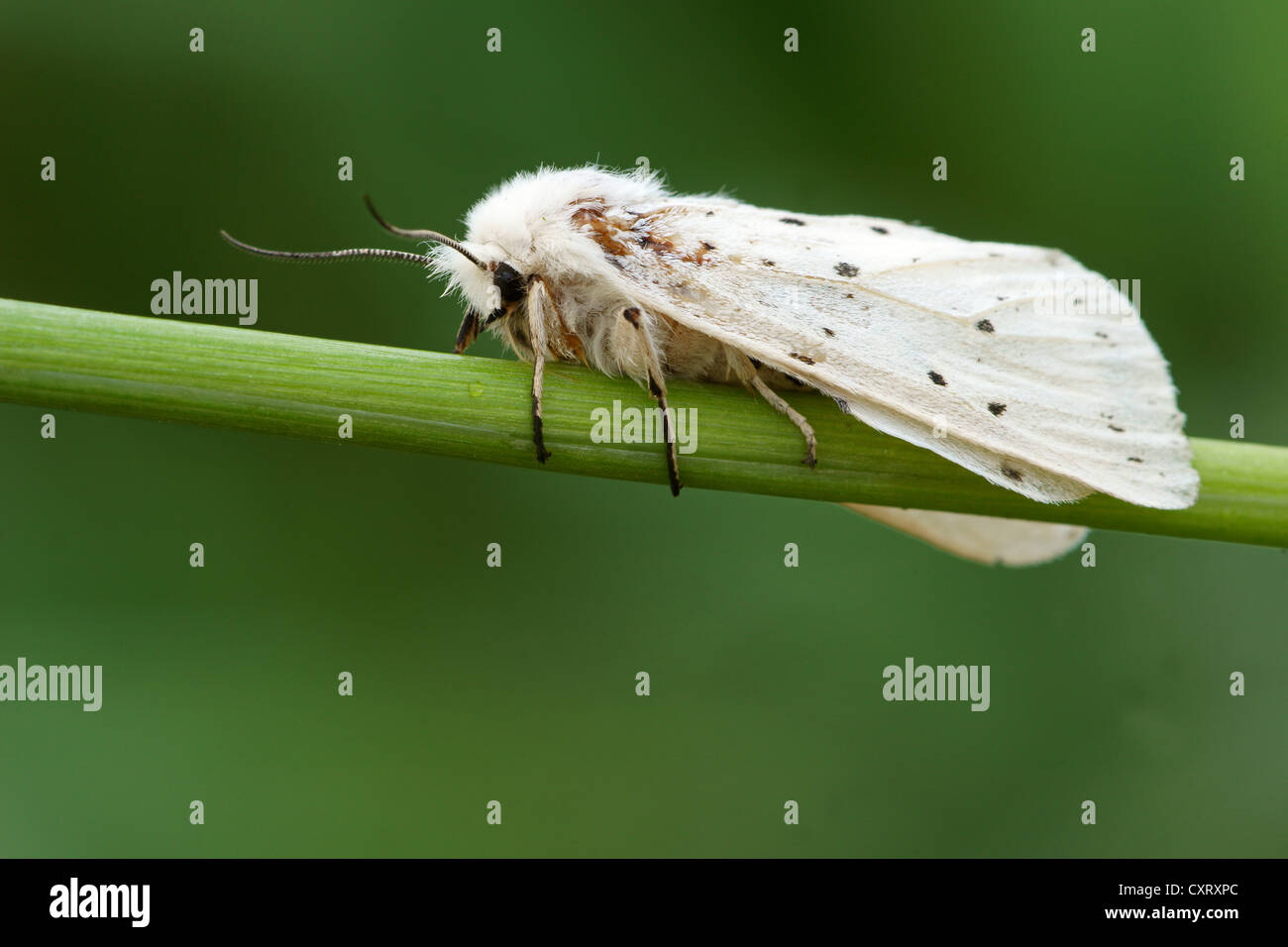 Weiße Hermelin oder Tiger Moth (Spilarctia Lubricipeda Syn Spilosoma), Weiblich, Bad Hersfeld, Hessen, Deutschland, Europa Stockfoto