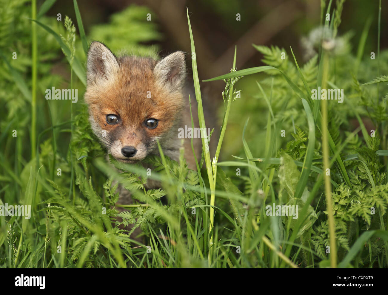 Rotfuchs (Vulpes Vulpes), Kit, Bad Hersfeld, Hessen Stockfoto