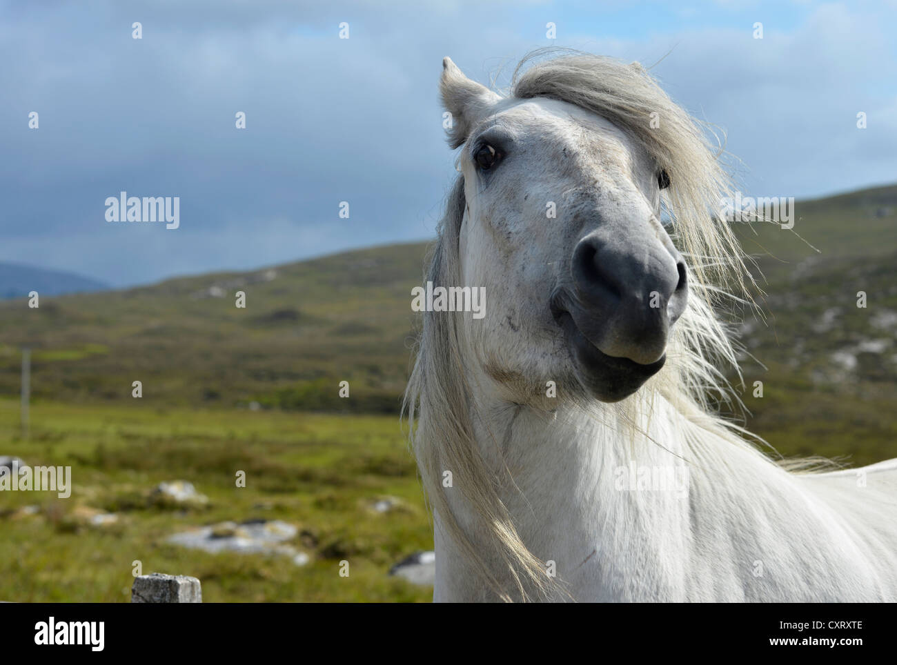 Weißes Pferd mit einer fließenden Mähne, Sutherland, Schottisches Hochland, Schottland, Vereinigtes Königreich, Europa Stockfoto