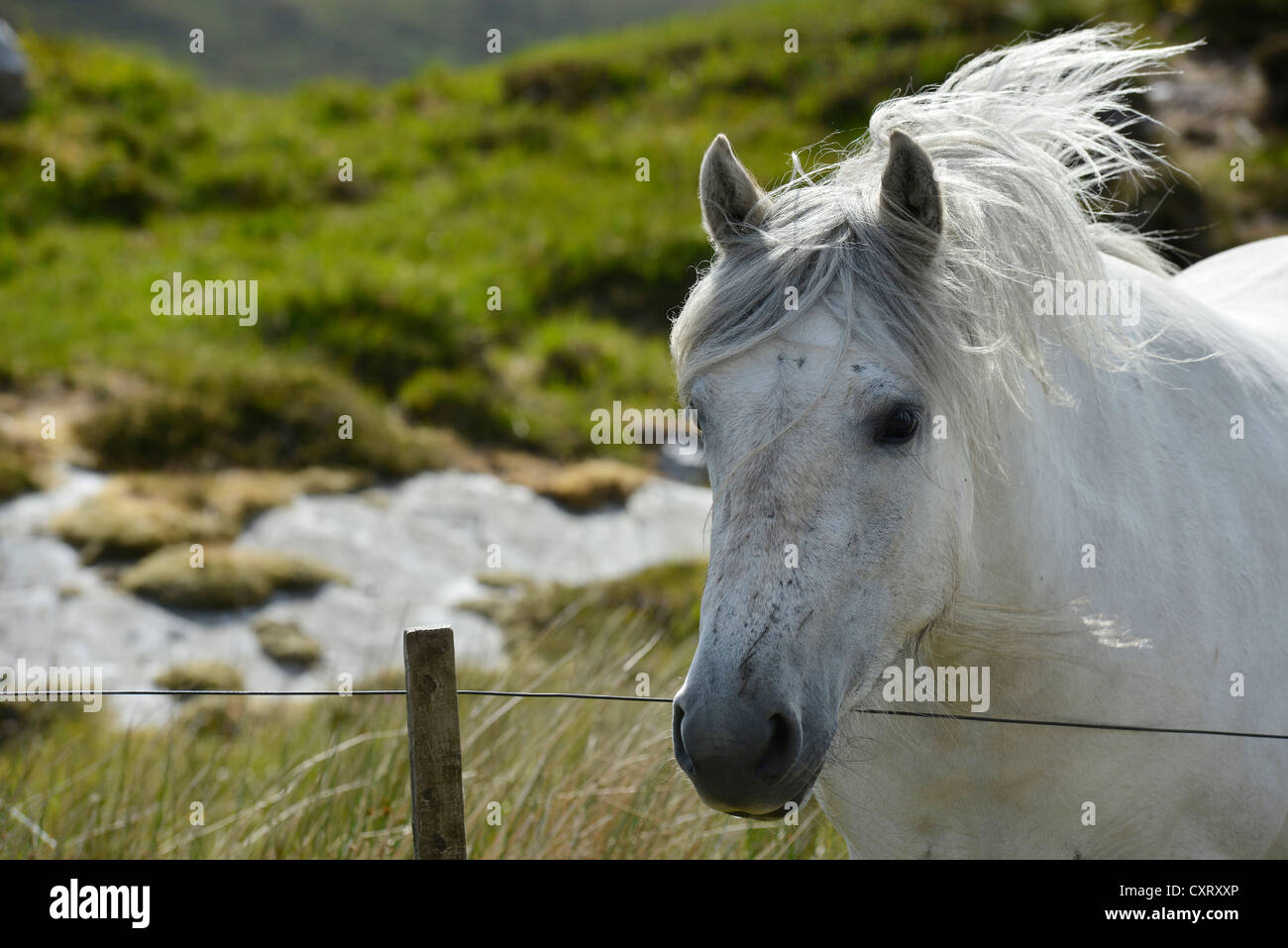 Weißes Pferd mit wallender Mähne, Sutherland, Schottisches Hochland, Schottland, Vereinigtes Königreich, Europa Stockfoto